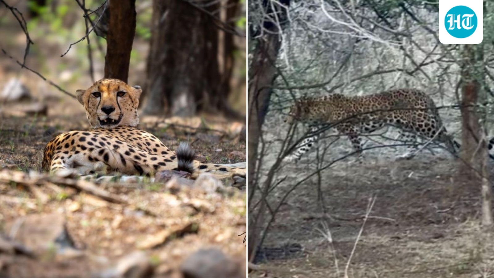 Tiger, Leopard and Kuno Cheetah sighted in rare encounter at Ranthambore Tiger Reserve