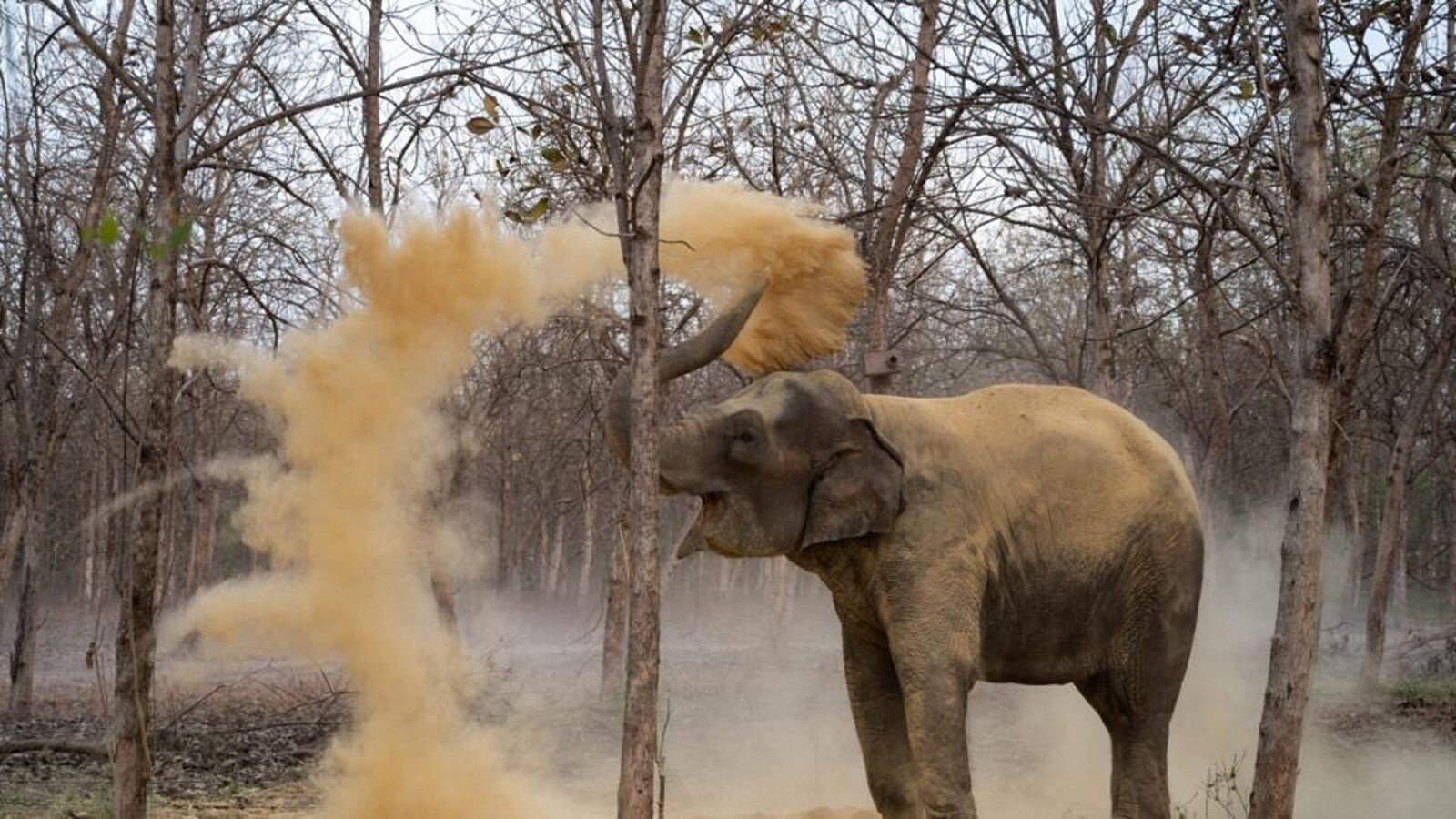 SIT gives clean chit to Gujarat’s Vantara rescue centre