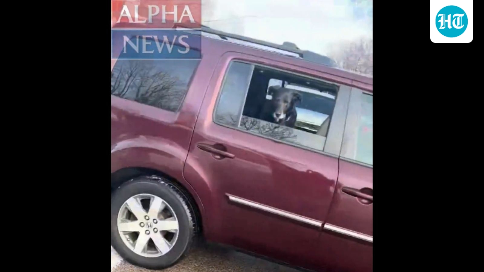 Is Renee Good’s dog okay? What we know as new Minneapolis ICE shooting video sparks concern