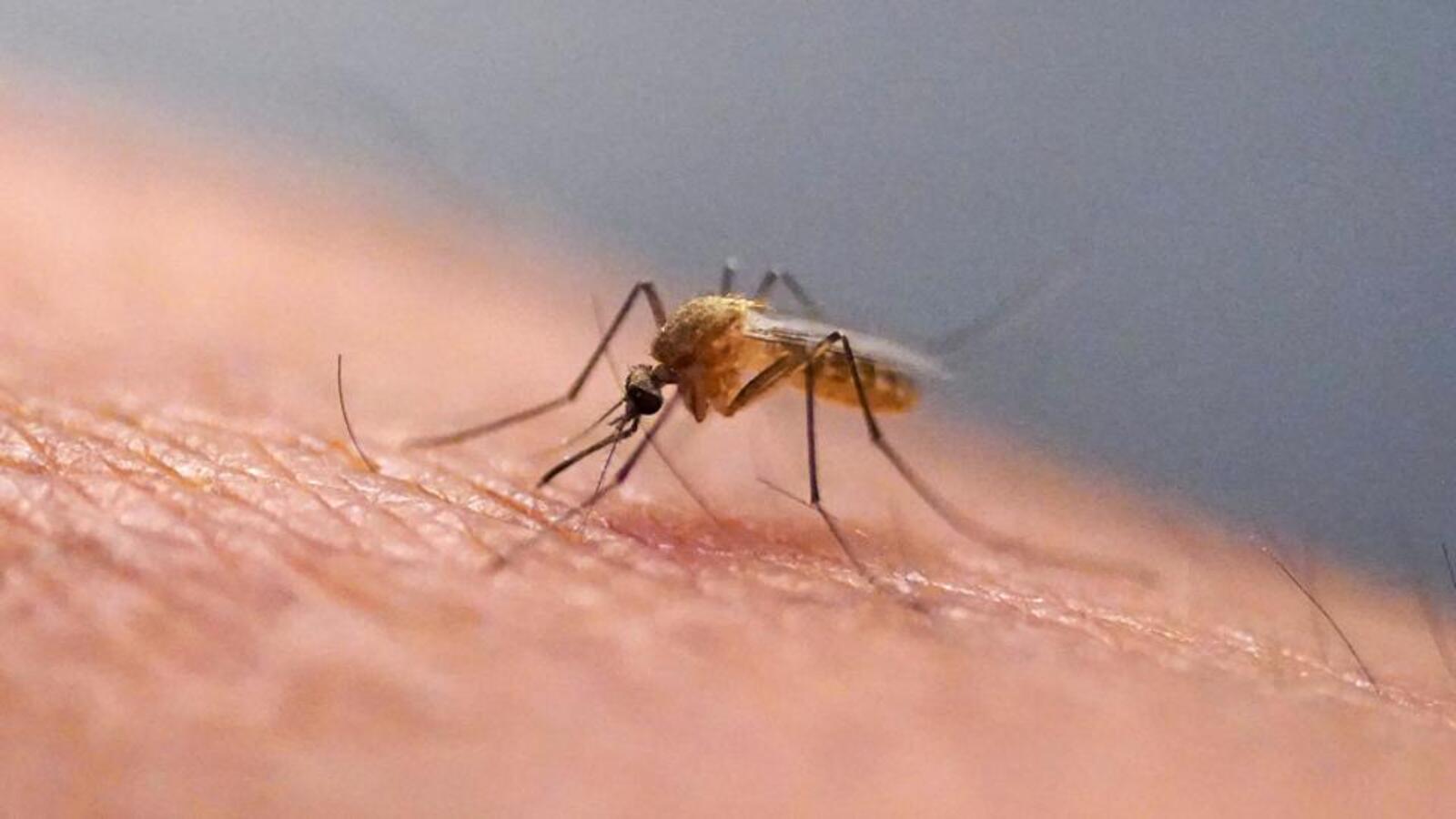 Bastion breached: Mosquitoes found in Iceland for first time as warming climate triggers buzz