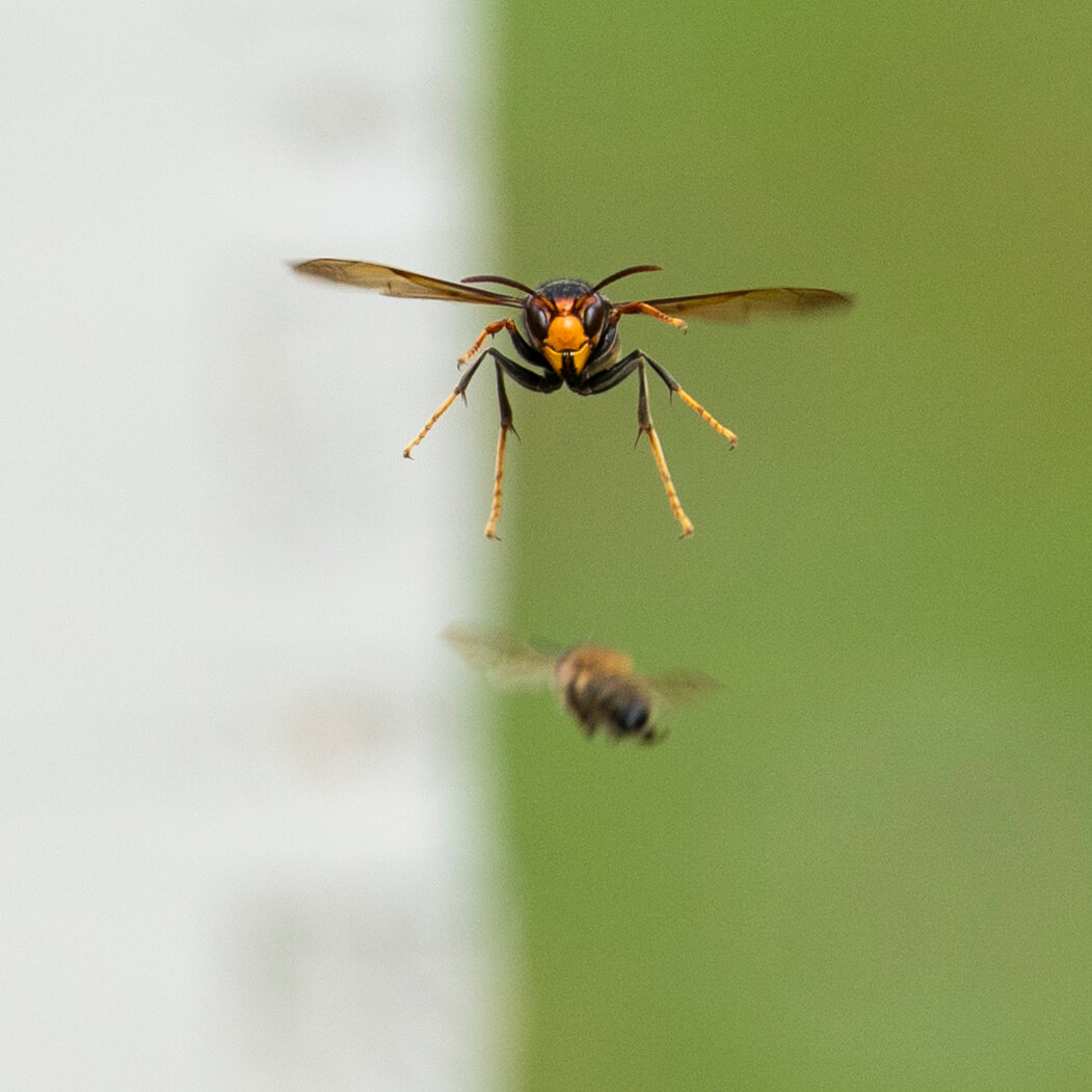 ‘We’re Fighting Satan’: The War to Save Bees From a Hornet Invasion