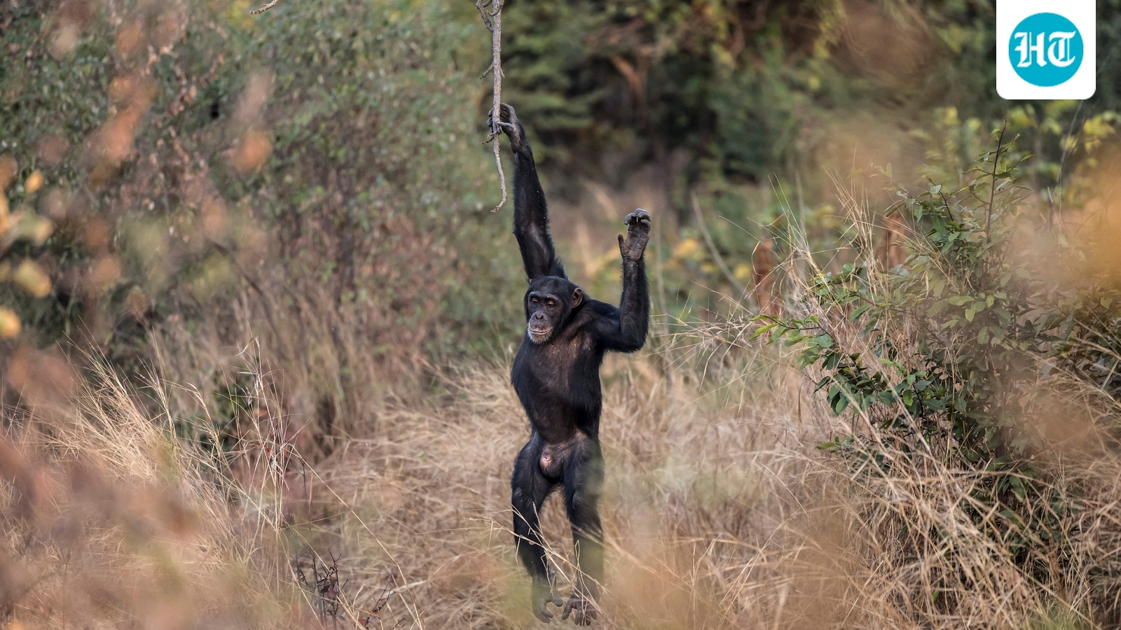 Scientists stunned as chimpanzees turn on friends in killing spree