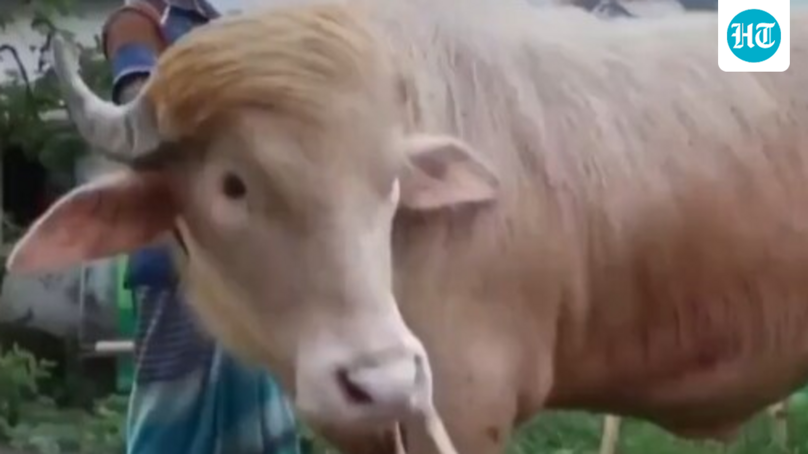 ‘Donald Trump’ the buffalo won't be sacrificed on Eid al-Adha in Bangladesh, thanks to its viral fame