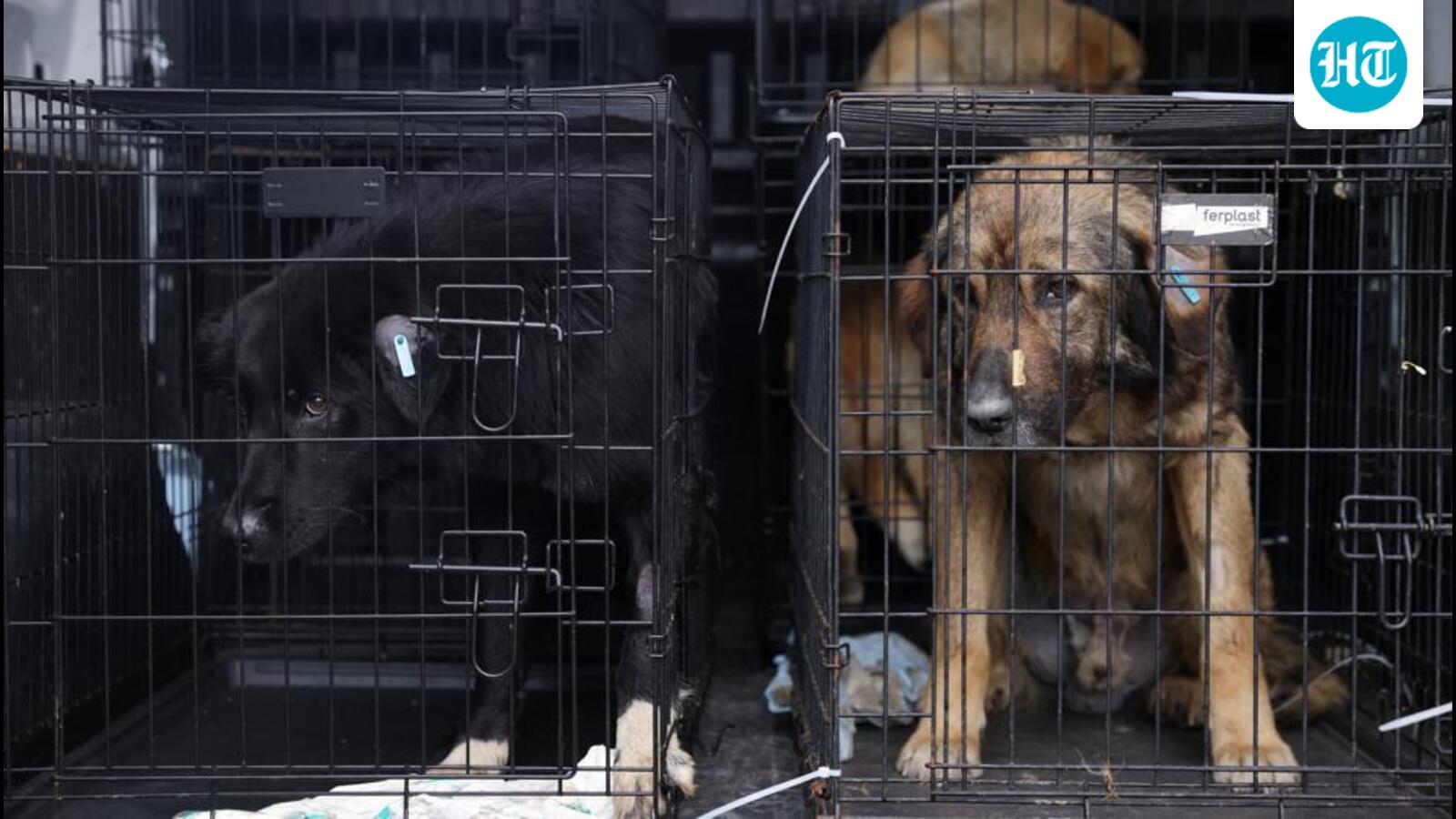 India joins countries allowing euthanasia of dangerous stray dogs after SC ruling