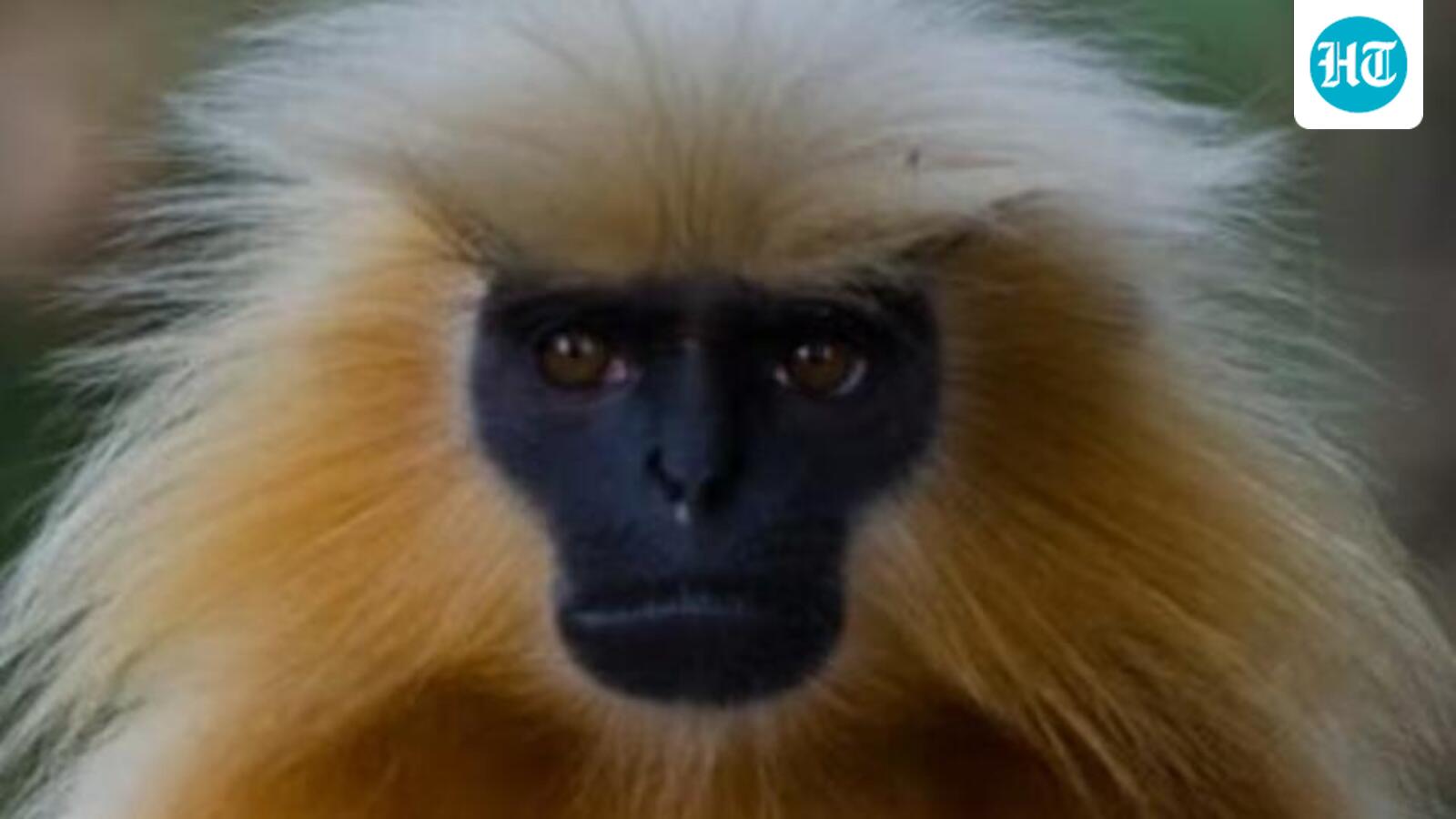 7 golden langurs rescued from traffickers released into wild: Assam forest minister