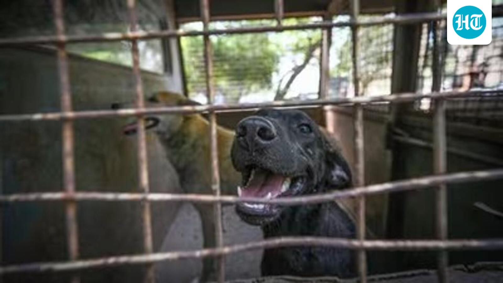 Gauhati HC delivers split verdict on pleas to ban dog meat sale in Nagaland