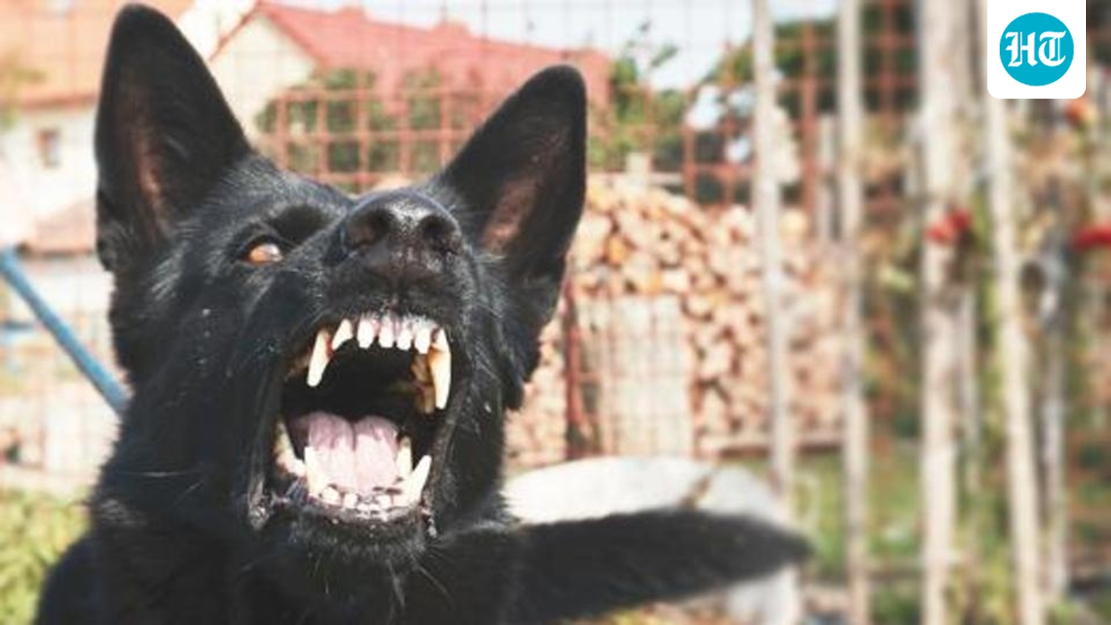 Stray dog attack kills five-year-old girl in Uttar Pradesh's Dhaneipur