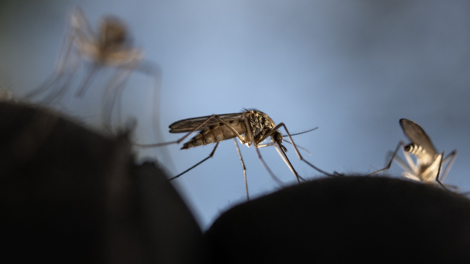 Google aims to release 32 million ‘treated’ mosquitoes in California and Florida; here's why