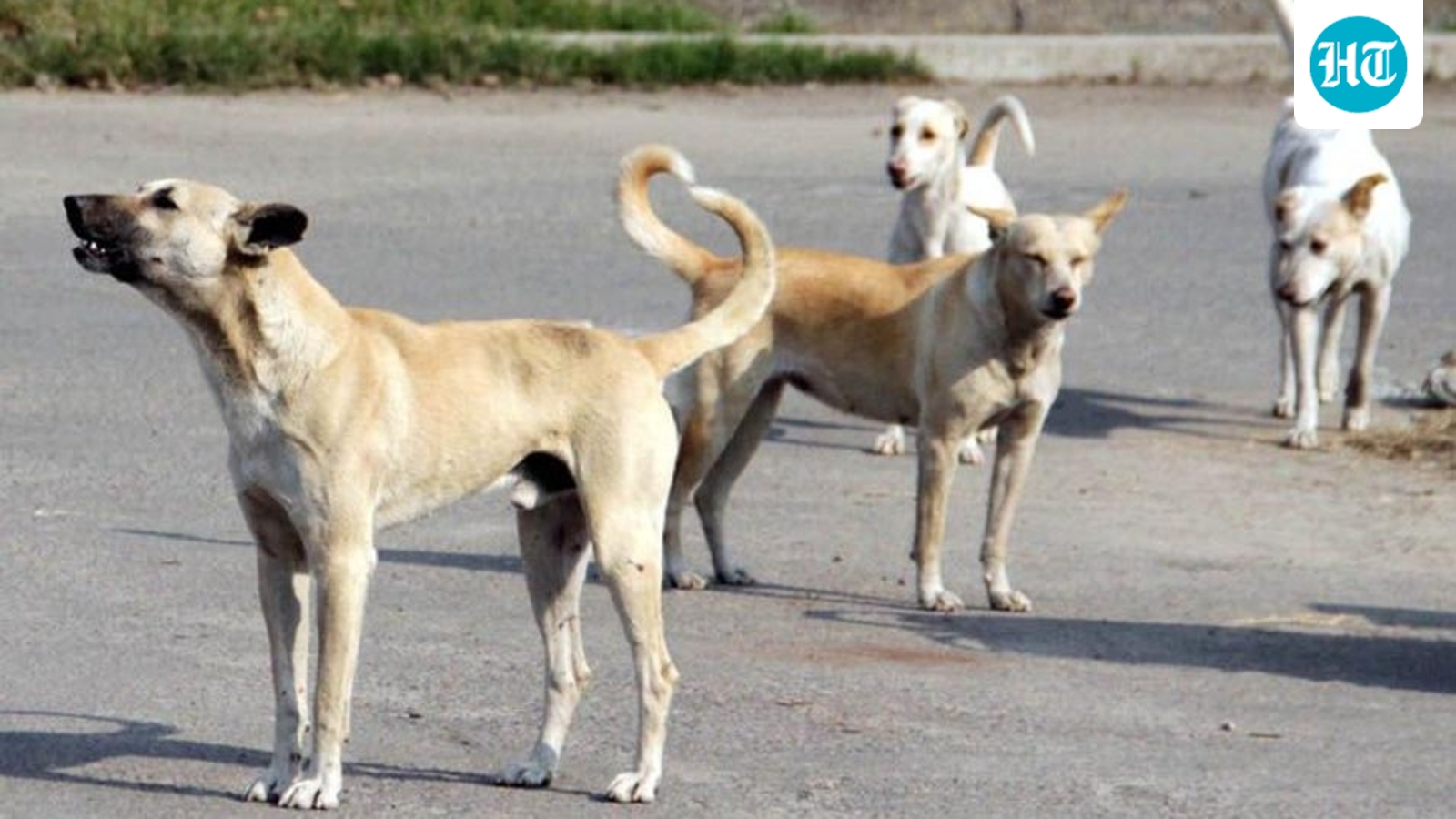 In fresh allegation, activists say 200 more stray dogs killed in Telangana, total toll at 1,100