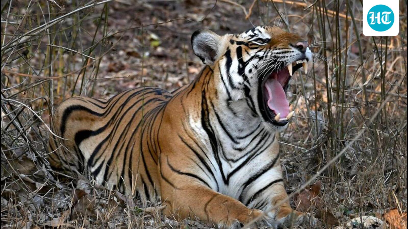 ‘No resident tigers’: Goa files affidavit against CEC report on tiger reserve
