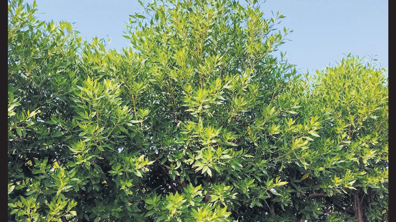SC-mandated panel seeks ban on Conocarpus trees