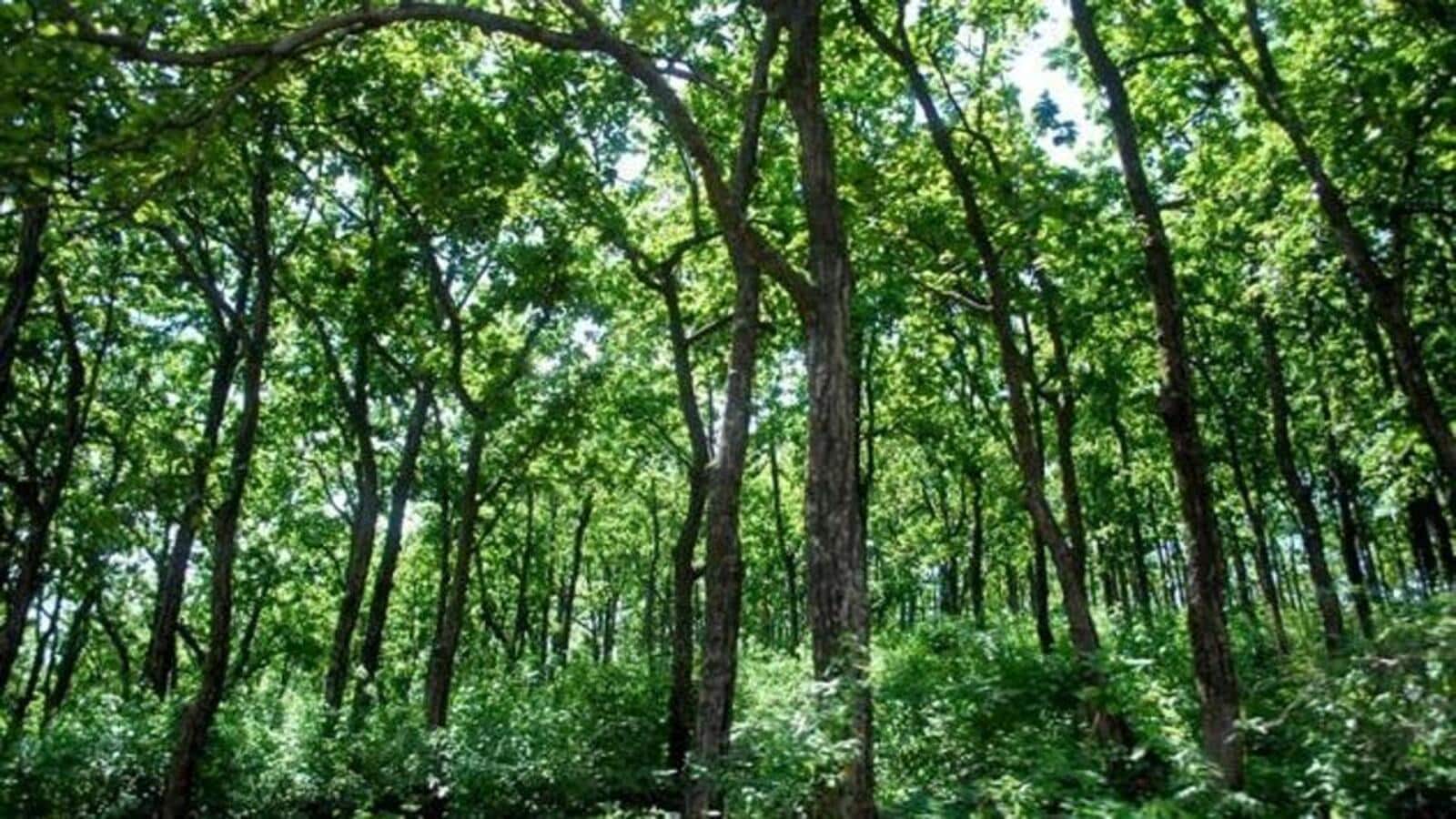 India’s forest health declining despite increase in green cover: IIT study