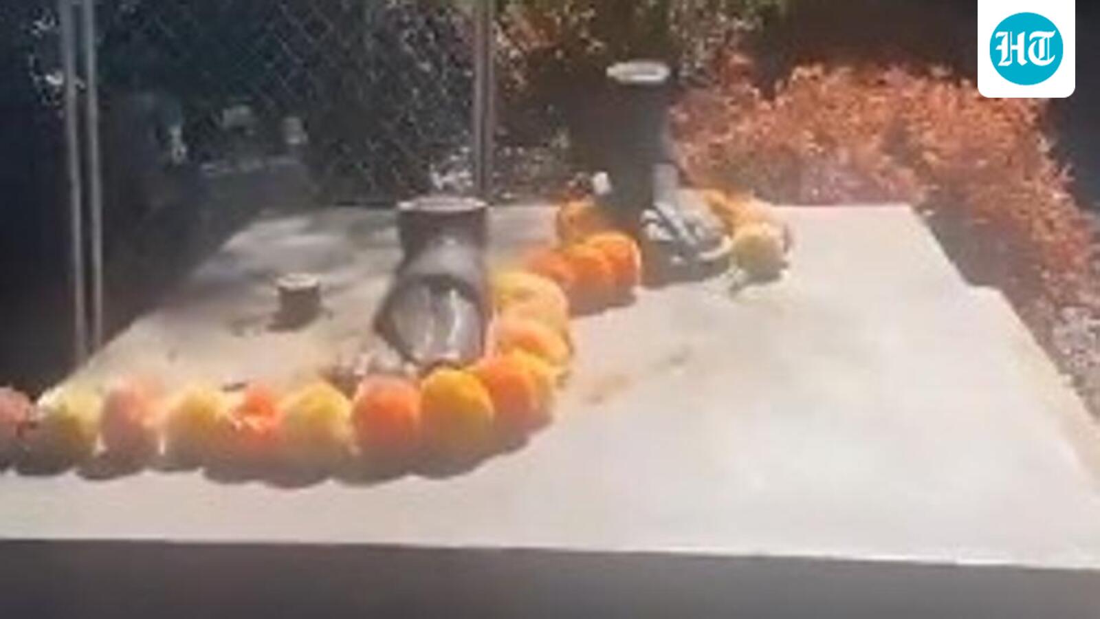 Mahatma Gandhi statute gifted to Australia in 2021 stolen; MEA says recover it