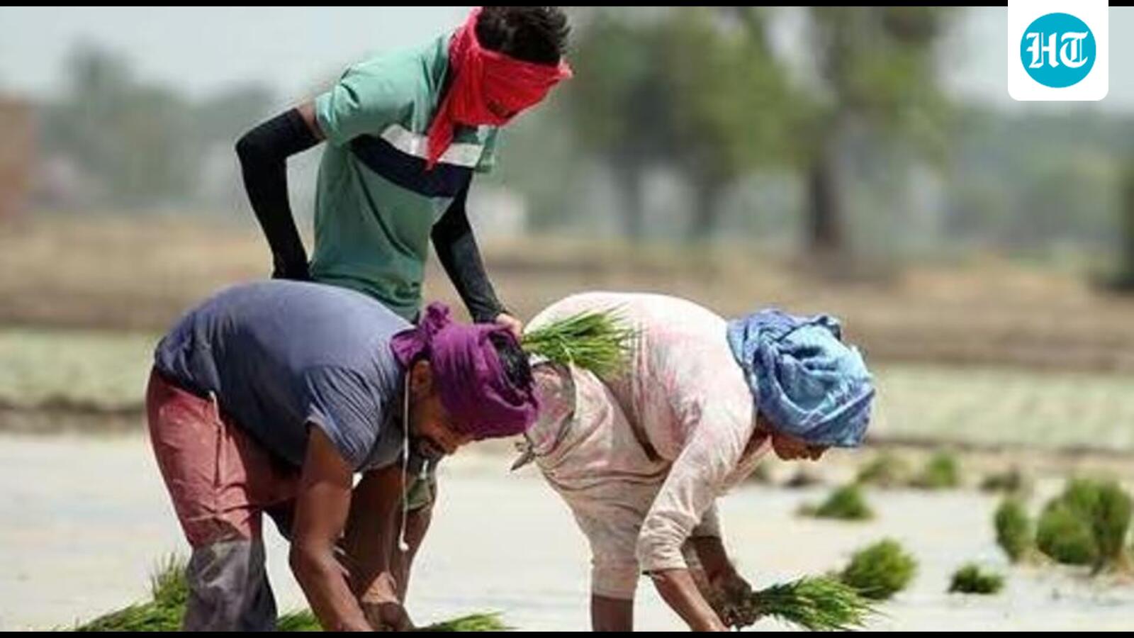 Cabinet approves increase in MSP for 14 Kharif crops for 2026-27