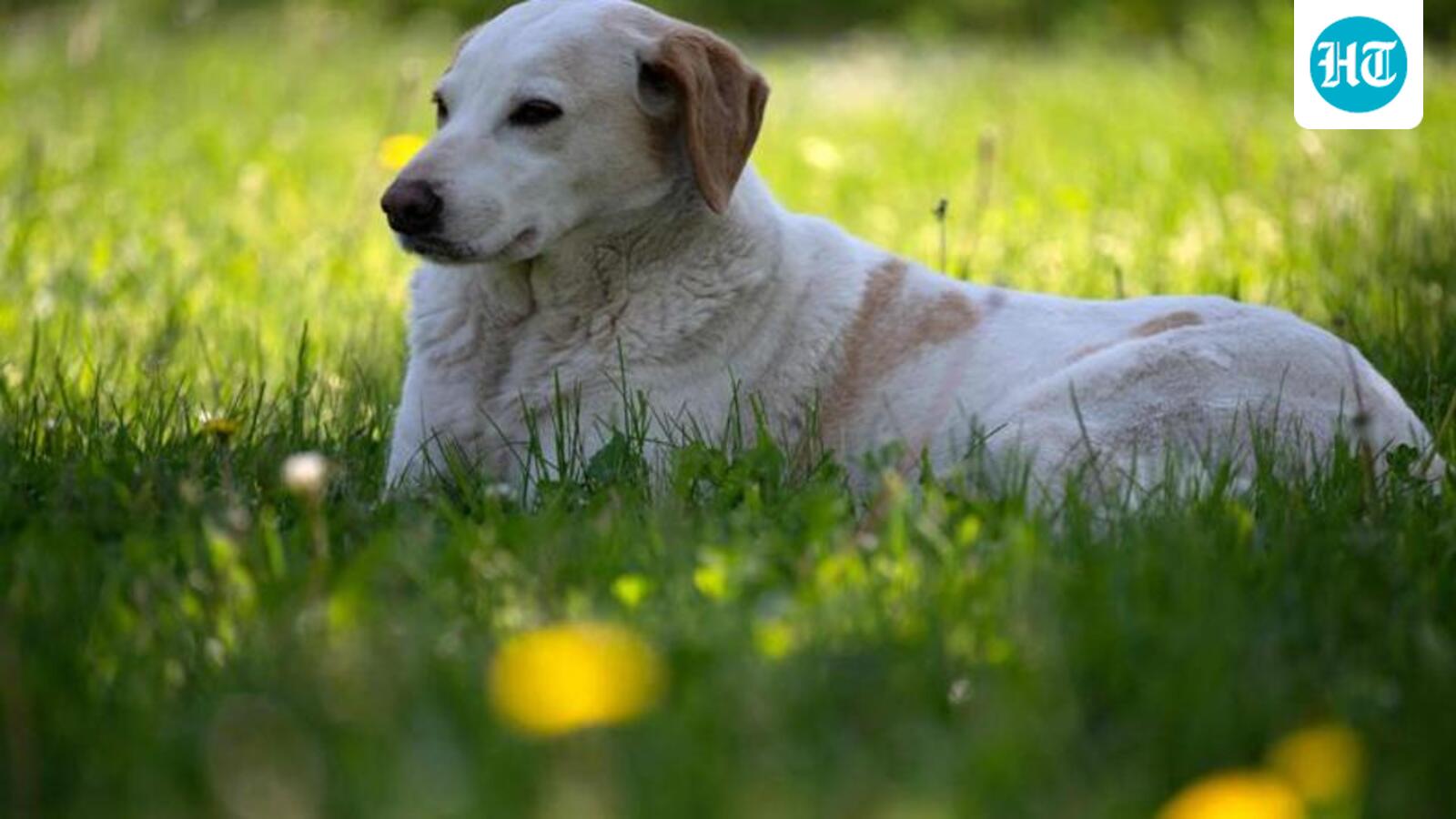 SC refuses clarification on stray dog euthanasia ruling