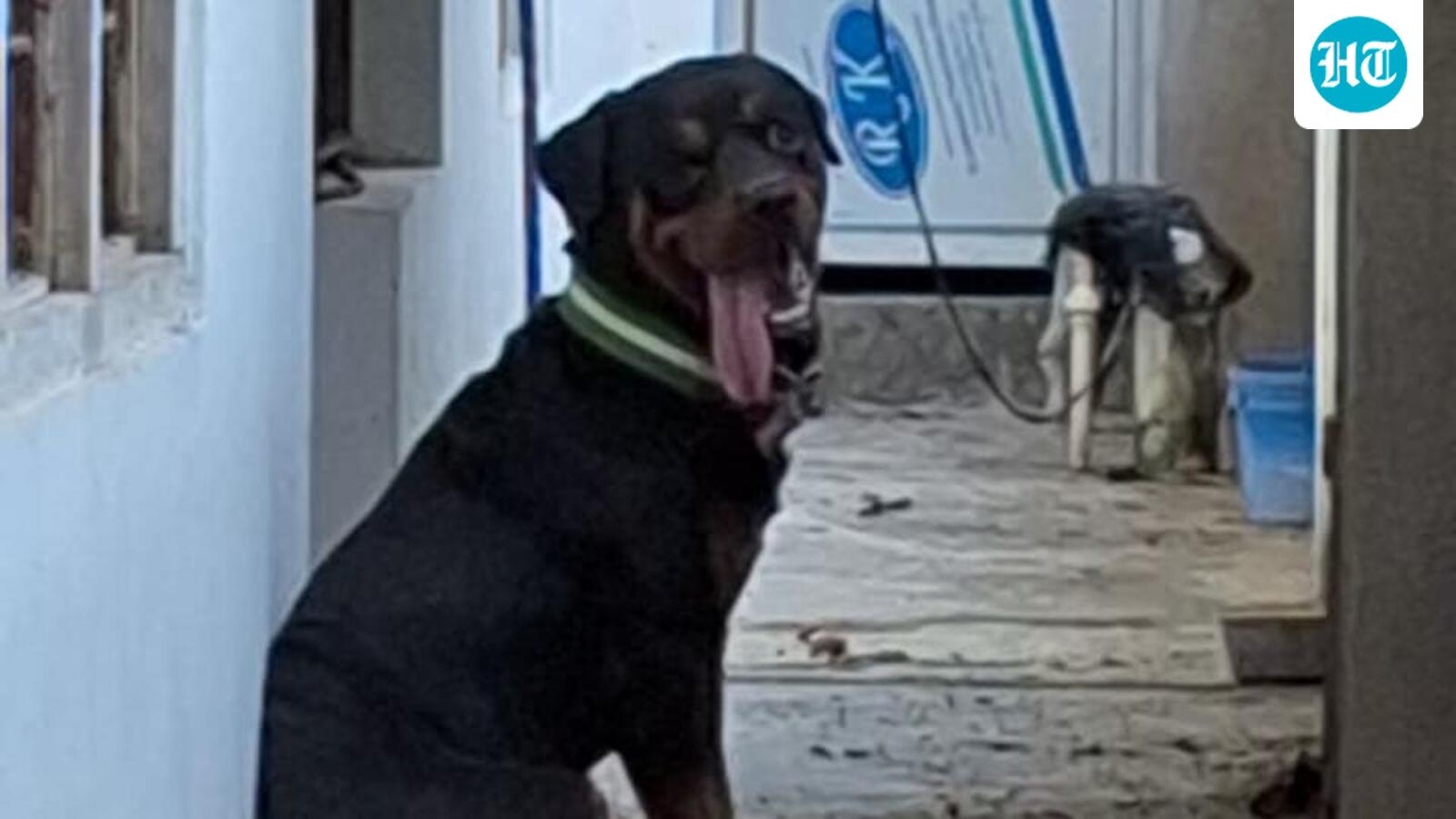 UP: Rottweiler rescued after 26 days locked in Ghazipur murder accused’s house