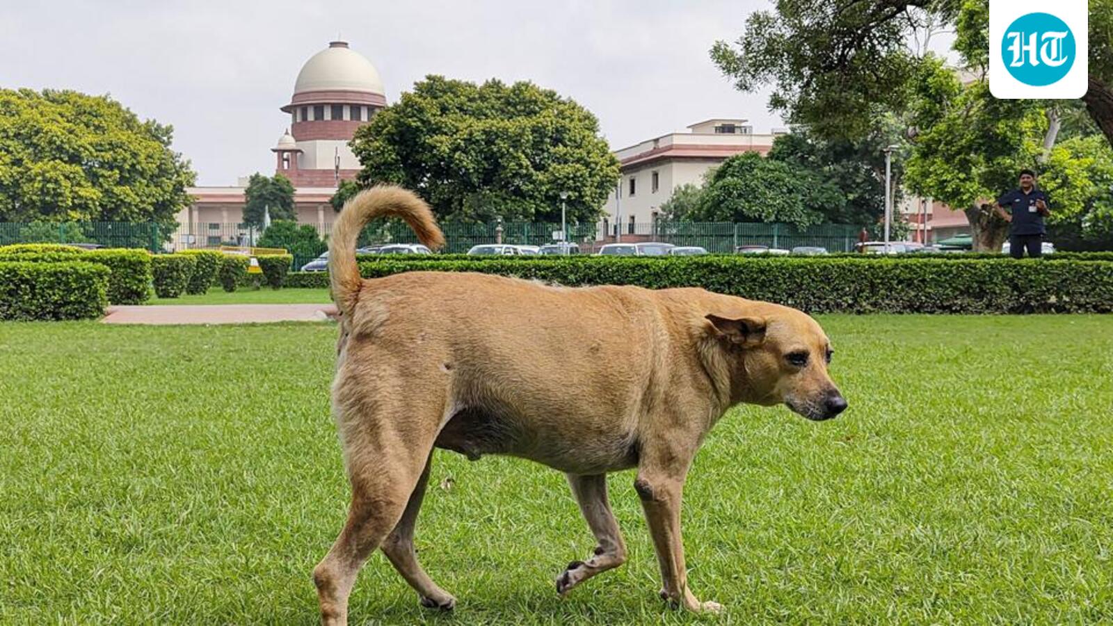 Remarks on stray dog feeders were made ‘very seriously’: SC