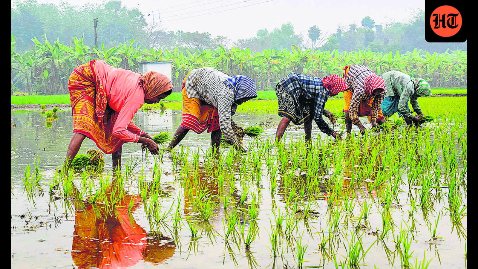Centre likely to table Bill to regulate seed industry in budget session