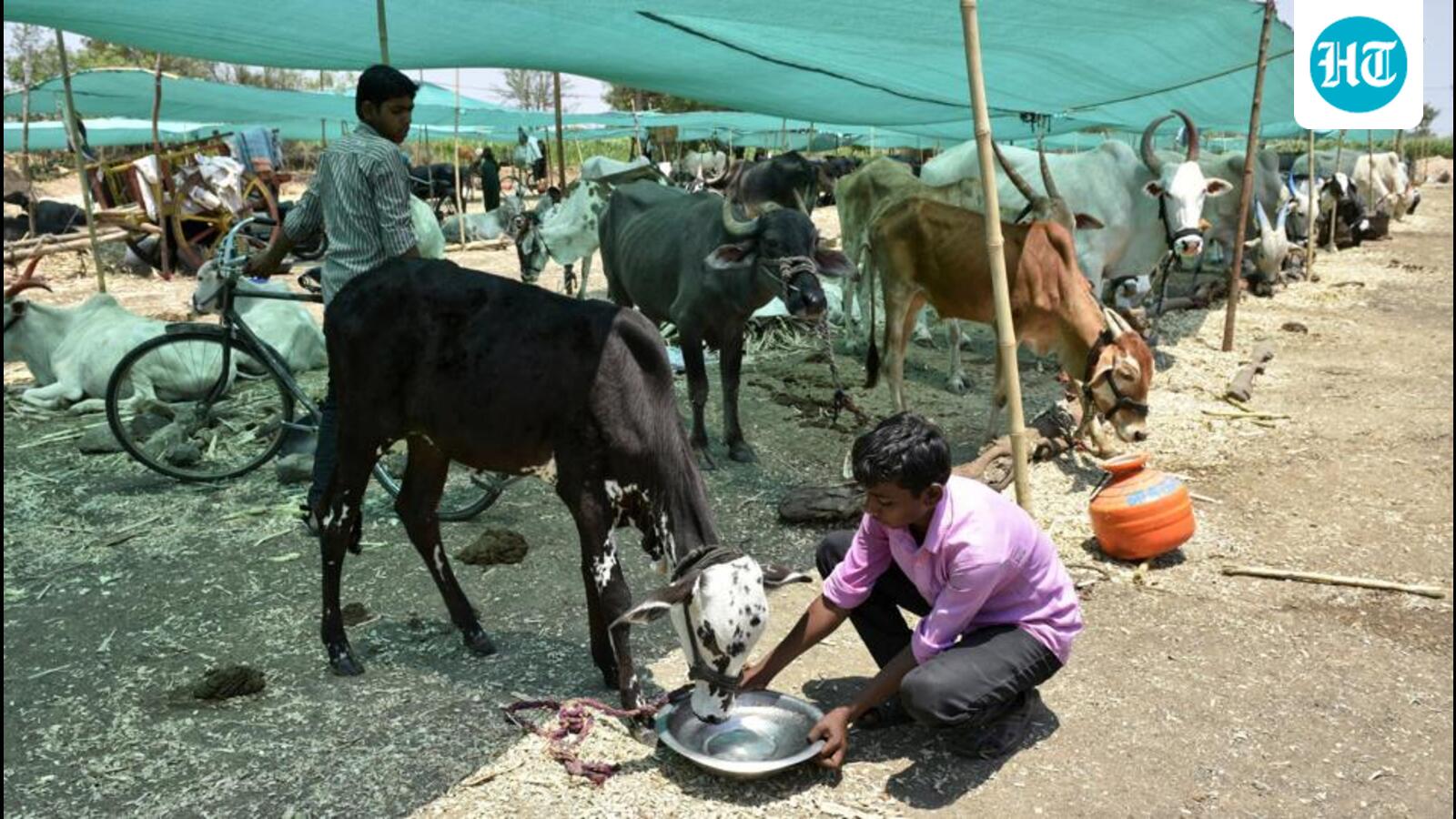 Chhattisgarh: 13 tribal kids forced to work in cattle-rearing units rescued, 10 held