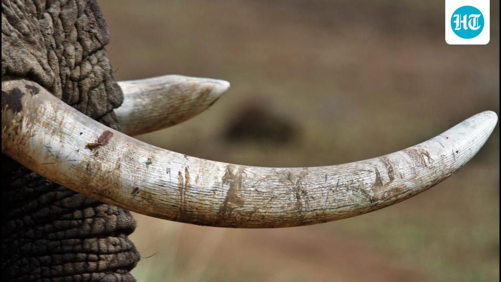 Kerala police probe theft of elephant tusks from Army camp in Pangode