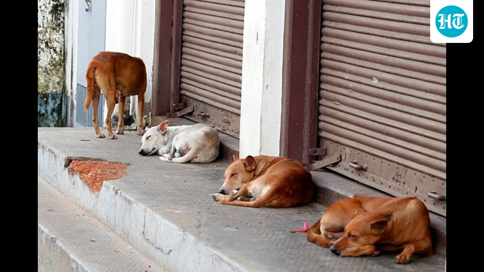 Madras HC seeks stray dog management reports from Tamil Nadu, Puducherry govt