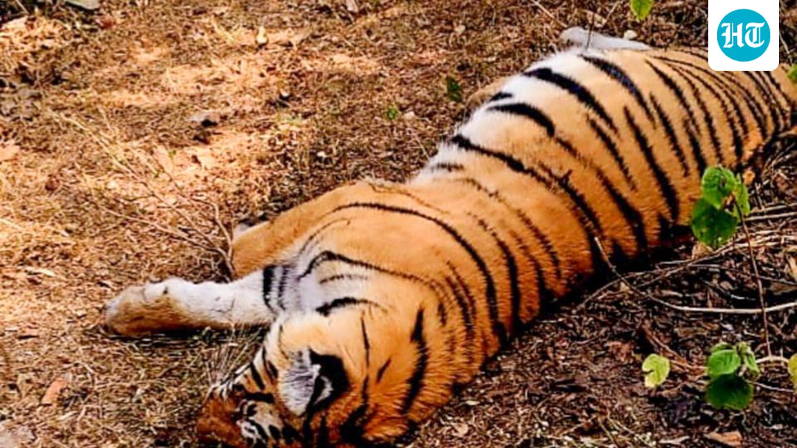 Madhya Pradesh HC seeks report on eight tiger deaths at Kanha National Park