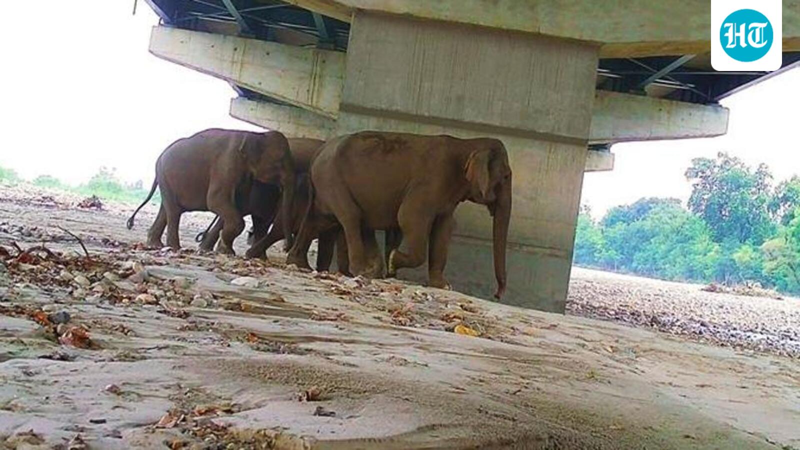Wild animals using underpasses along Delhi-Dehradun expressway: Study