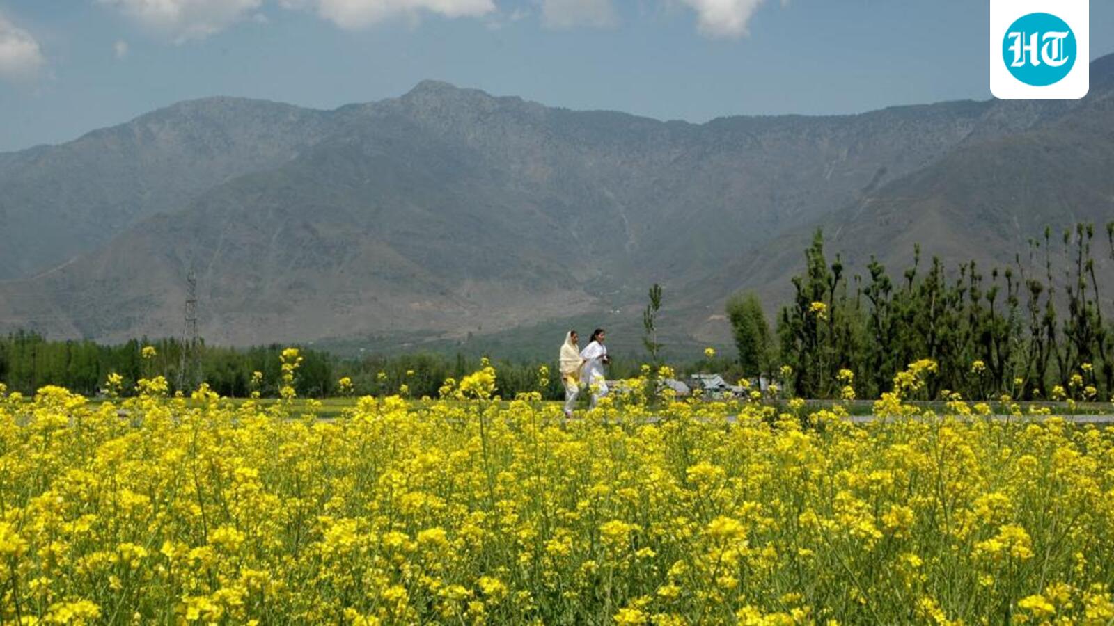 Govt set to clear genetically modified mustard: Officials