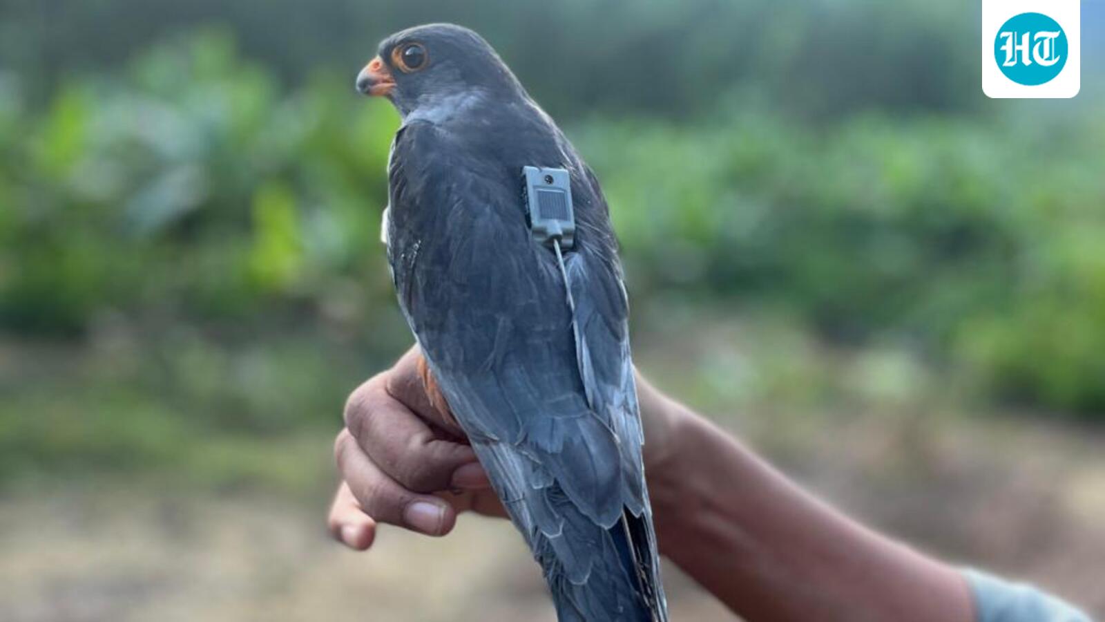 Tagged Amur falcon logs 4,700-km non-stop flight from Somalia to India