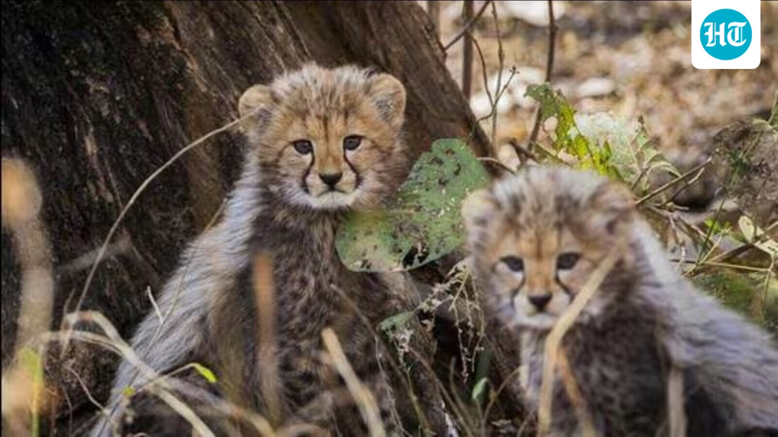 Kuno national park: 4 Cheetah cubs born in the wild found dead, leopard attack suspected