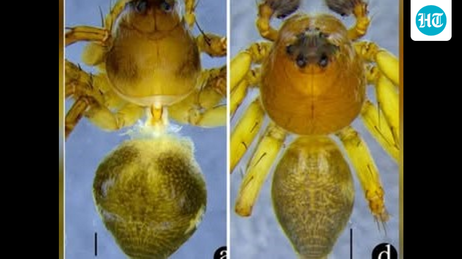 New lynx spider species discovered in Meghalaya, no bigger than a fingernail