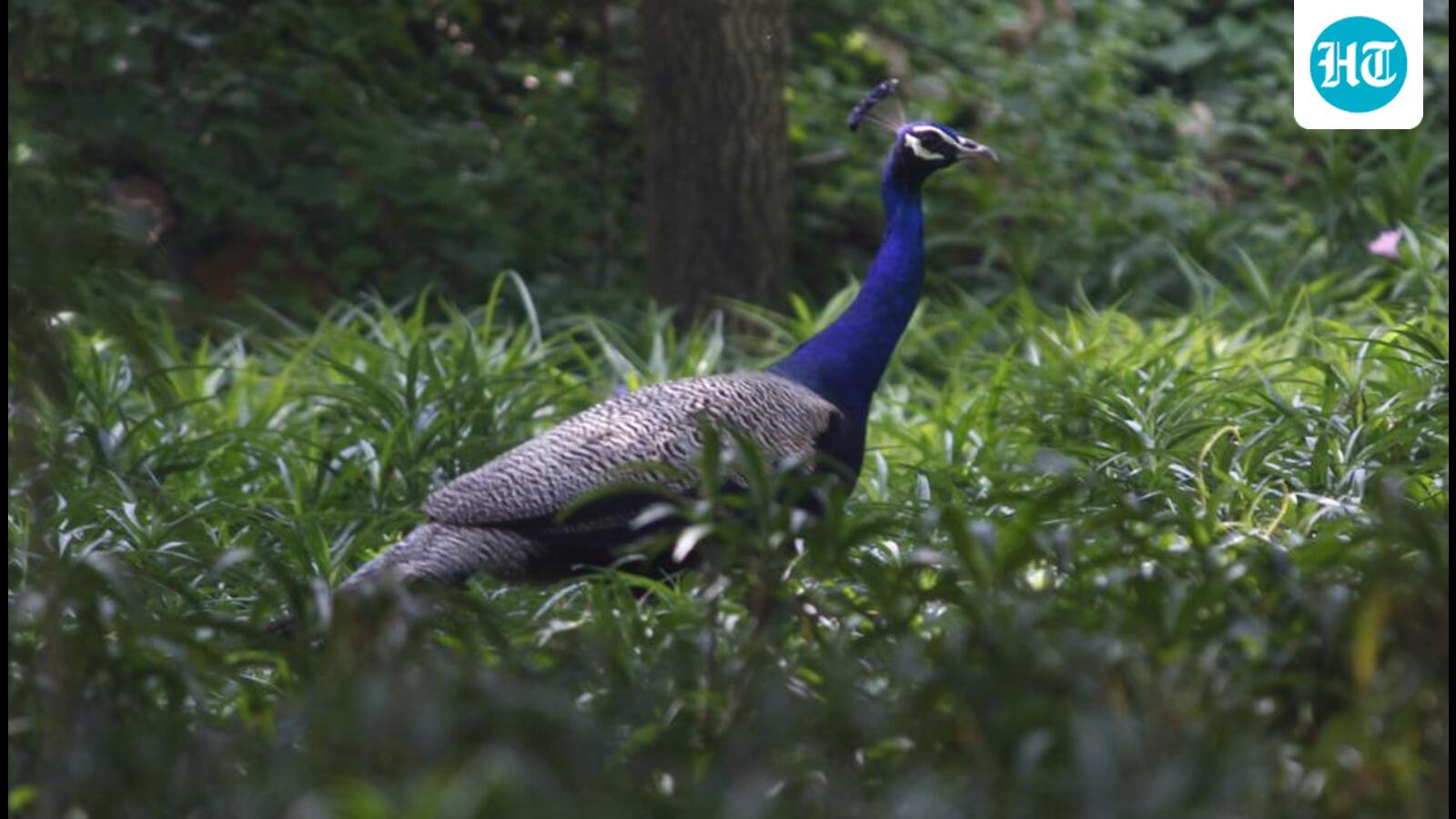 11 peacocks found dead in Ghaziabad’s Loni; phosphate poisoning suspected
