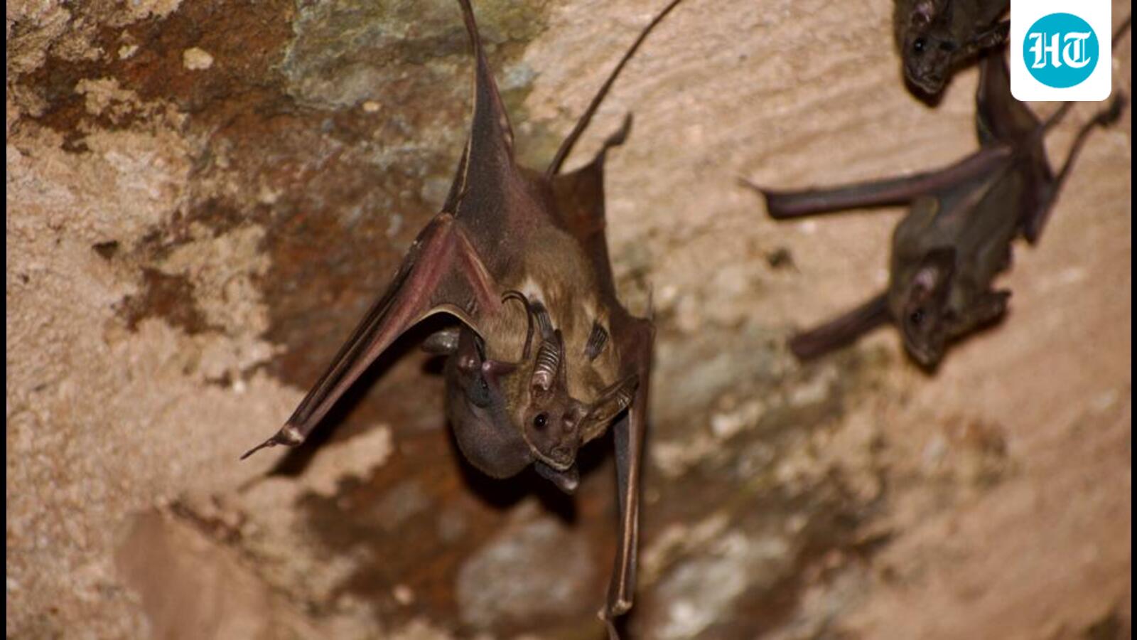 Nationwide bat assessment after 2 decades finds 135 species, 16 endemic to India