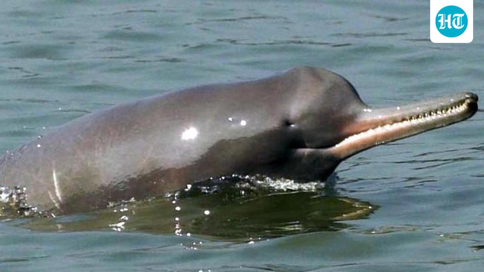 Govt launches second nationwide Dolphin census