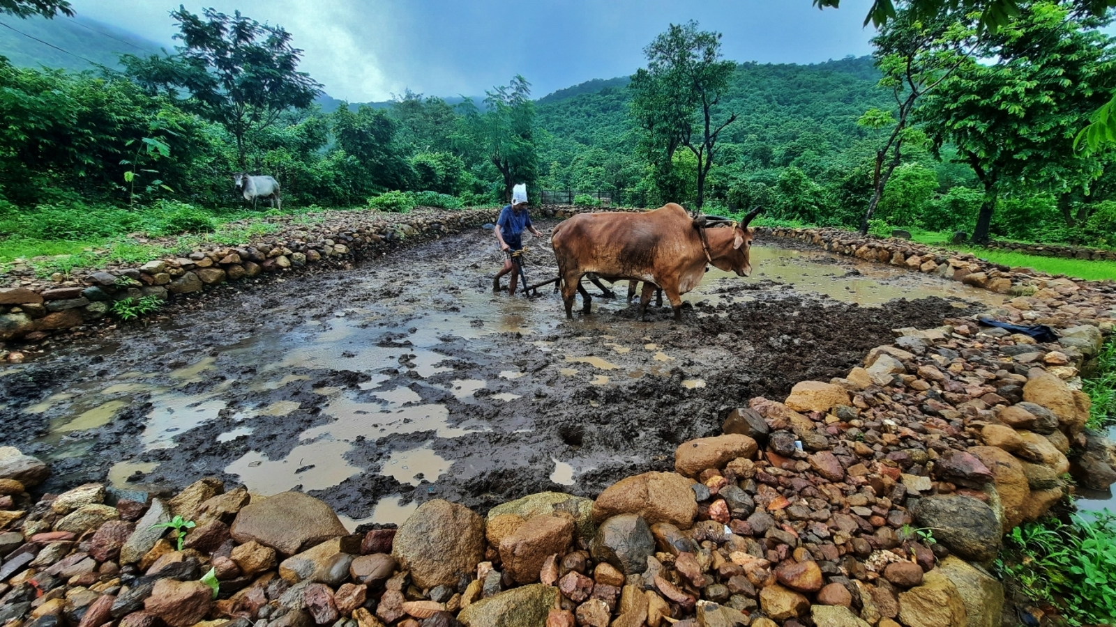 Normal monsoon likely, says Skymet in relief for cultivators