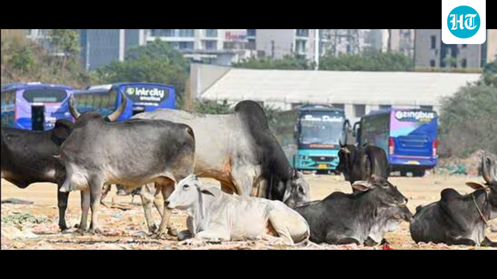 Madhya Pradesh: Stray cattle to get saffron tags to help manage them better