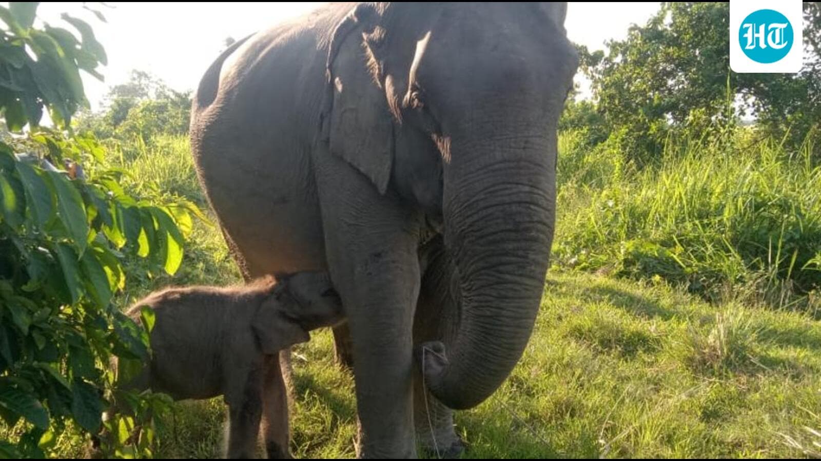 Kaziranga names newborn elephant calf after Zubeen Garg’s song ‘Mayabini’ to honour late singer