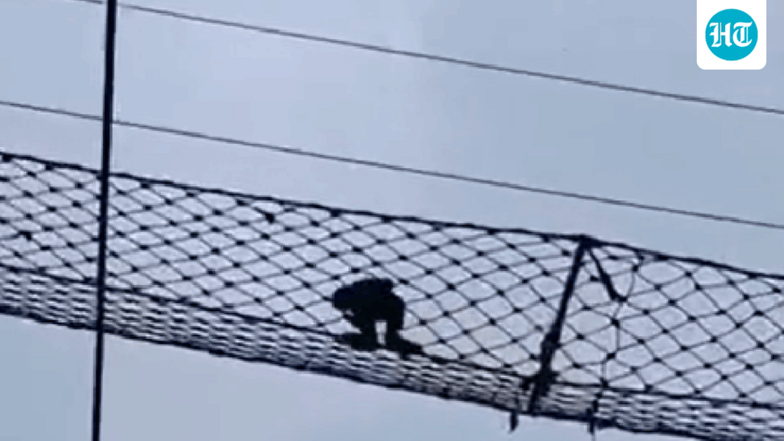 Endangered hoolock gibbon crosses railway line using canopy bridge in Assam sanctuary