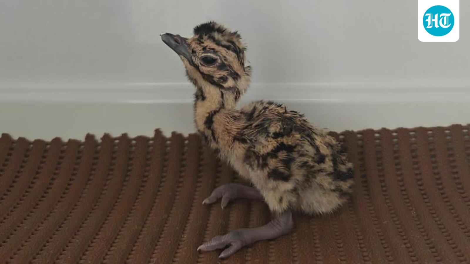 Rajasthan: 3 Great Indian Bustards born naturally; experts cite reduced stress