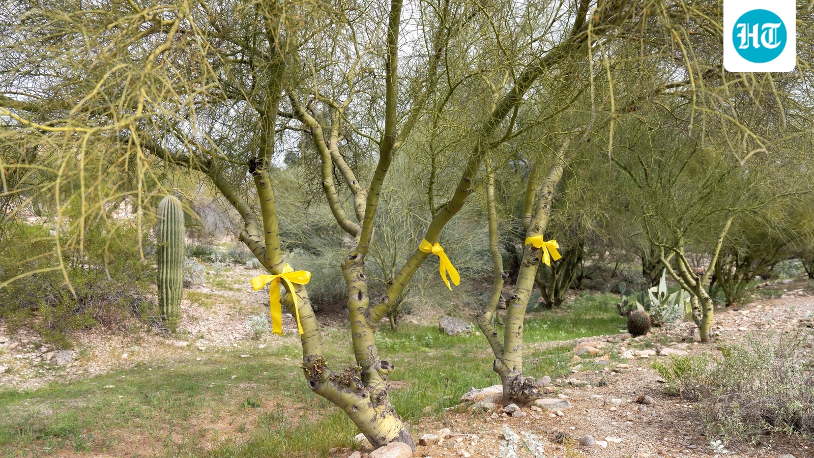 Body found in Pima County amid search for Nancy Guthrie? Truth behind viral video