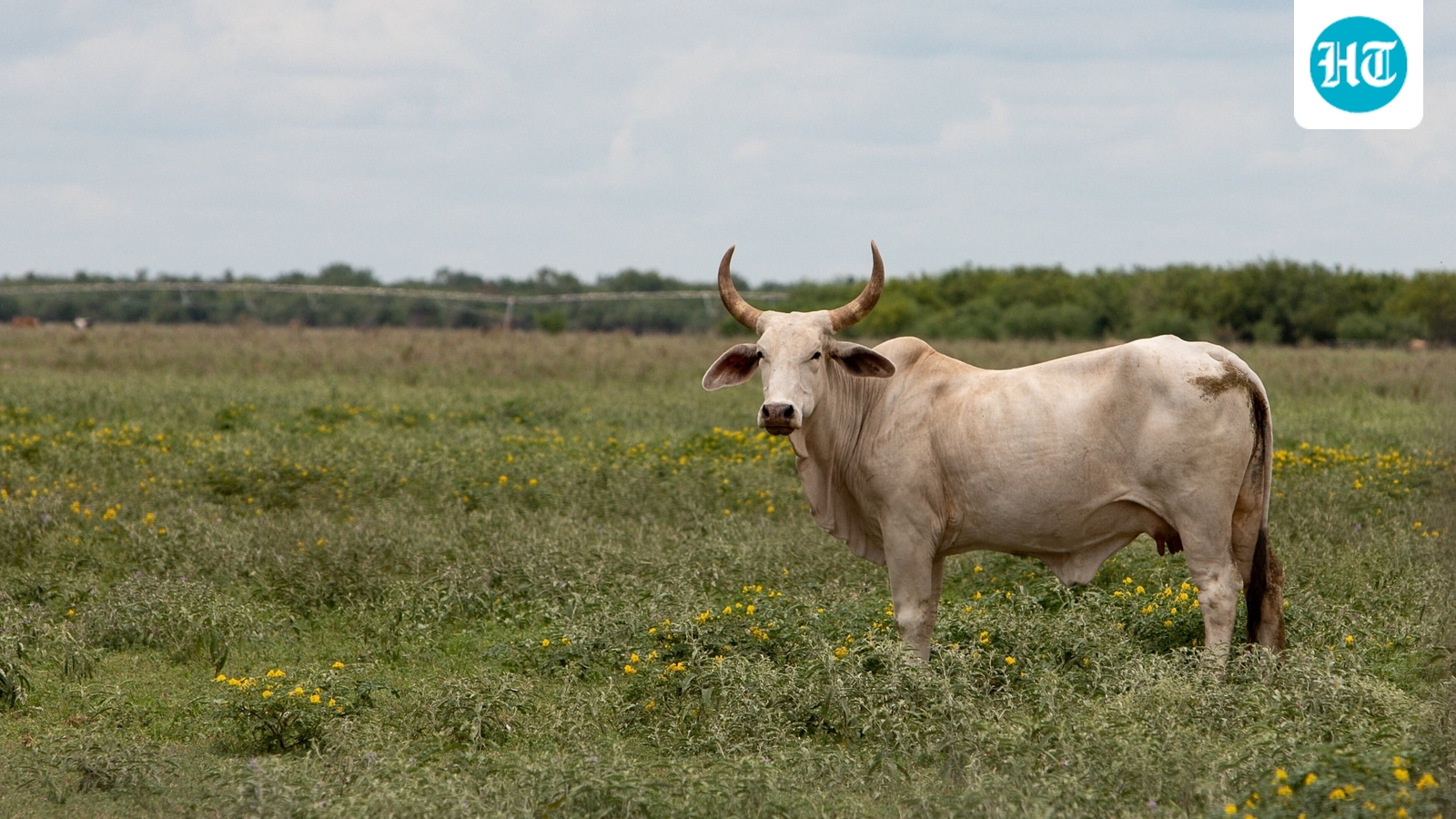 Texas screwworm crisis: Discovery of flesh-eating parasite raises urgent questions