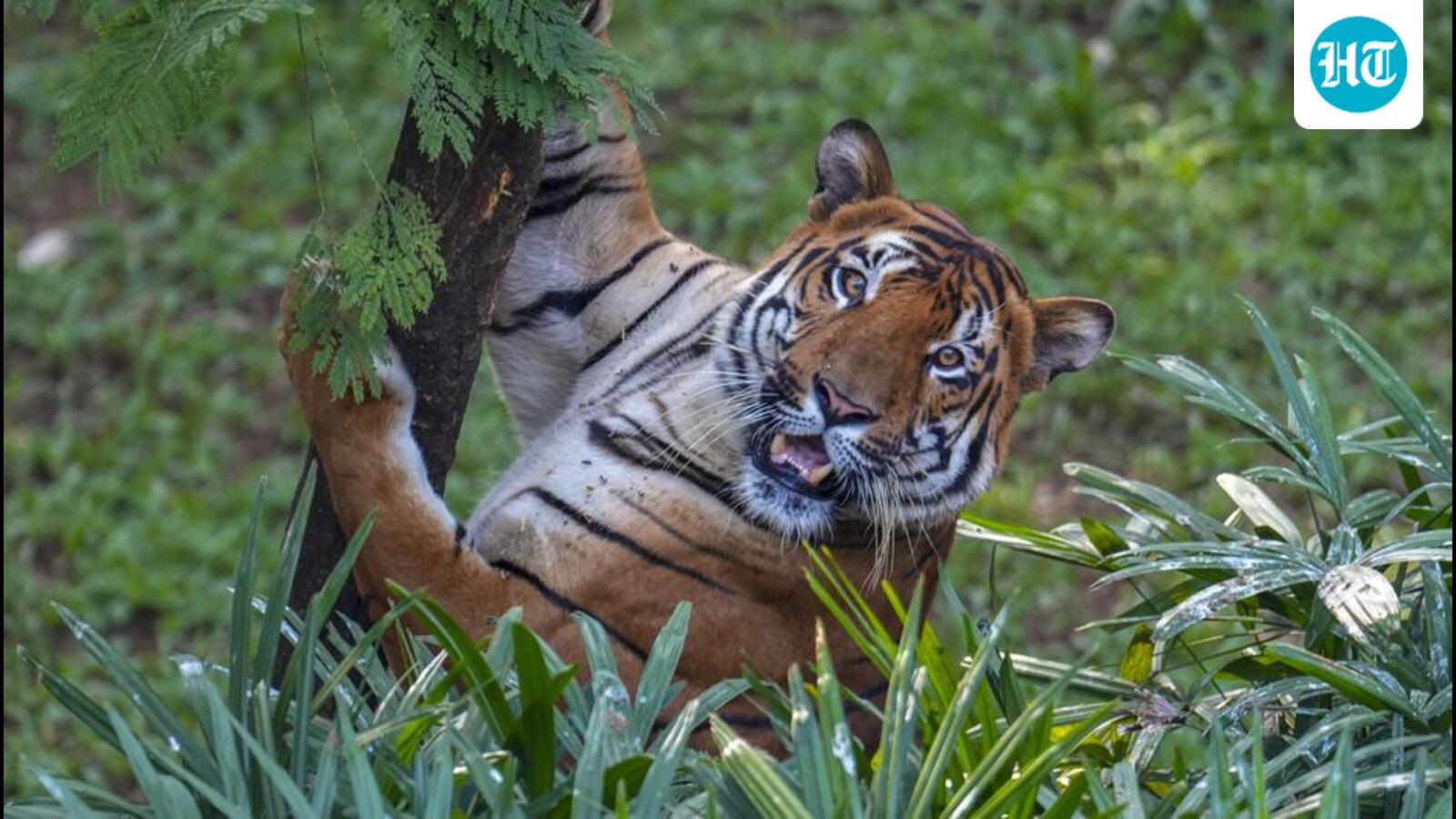 Anti-Maoist ops, anti-poaching drives help restore central India tiger corridor