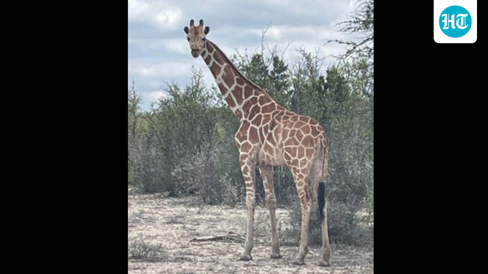 Gracie the Giraffe finds happy ending: Found 4 miles away after 13 days
