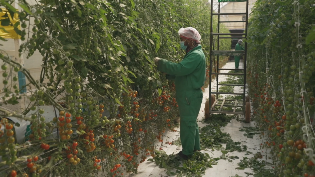 Qatar turns to desert farming to boost food security