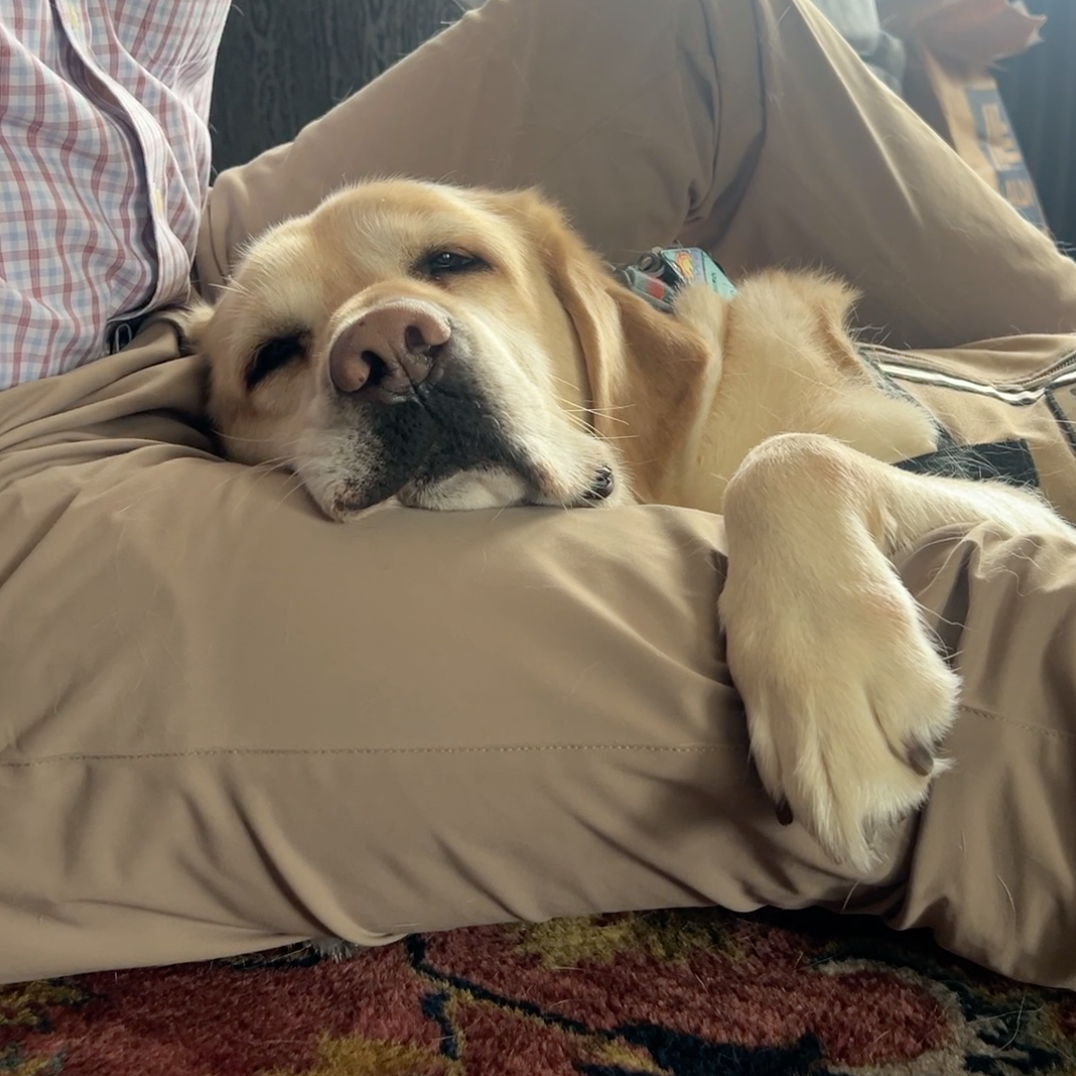 How Service Dogs Help Treat Veterans’ PTSD