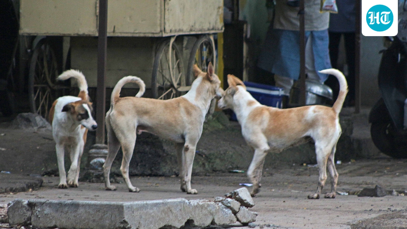 300 stray dogs killed in Telangana village, Sarpanch booked