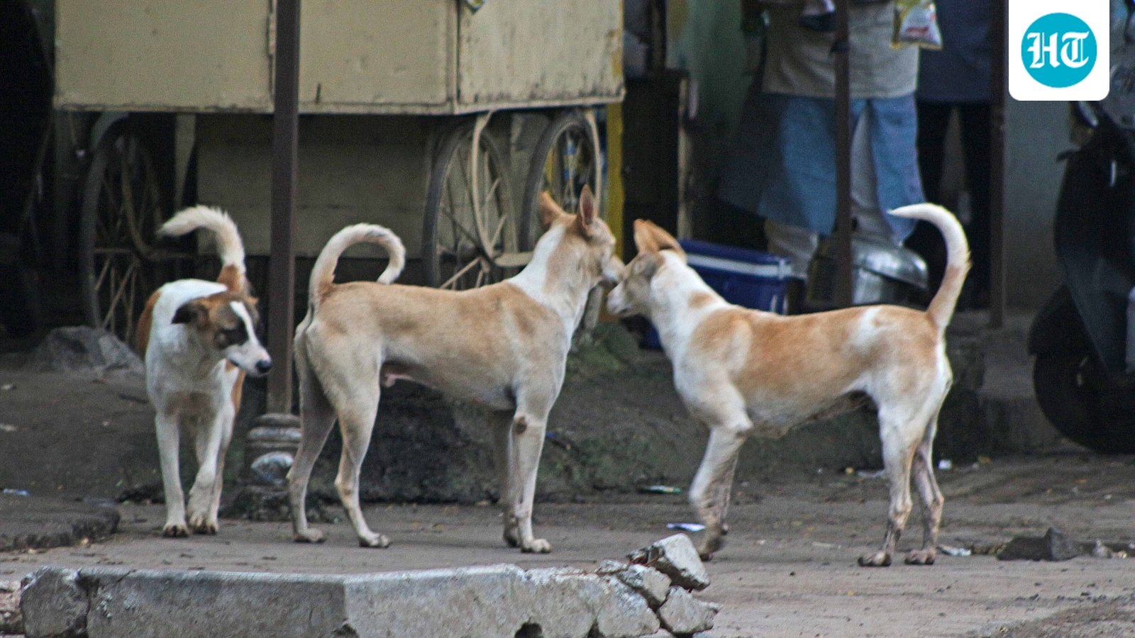 CIC flags MCD's ‘deliberate resistance' on withholding info on stray dogs