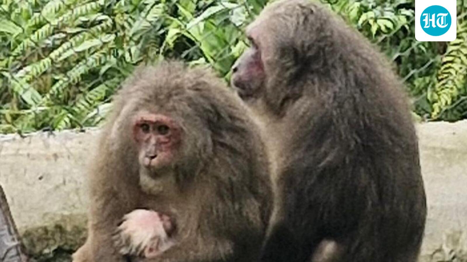 Meghalaya State Zoo records first Stump-tailed macaque birth