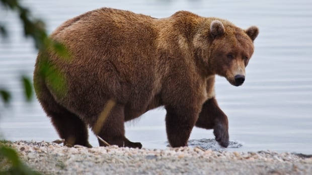 Chunk, a 1,200-pound bear with a broken jaw, wins Alaska's popular Fat Bear Week contest