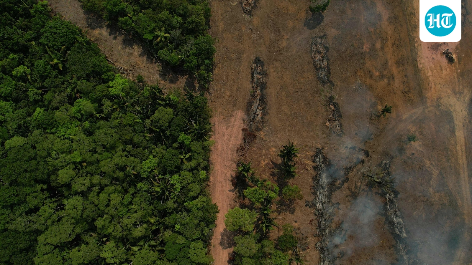 Nearly 400k trees on block after coal projects get nod